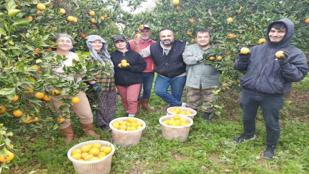 Aydın’da portakal üreticisi bu yıl umduğunu bulamadı