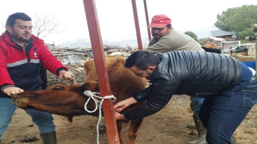 Koçarlı’da hayvan sağlığı çalışmaları sürüyor