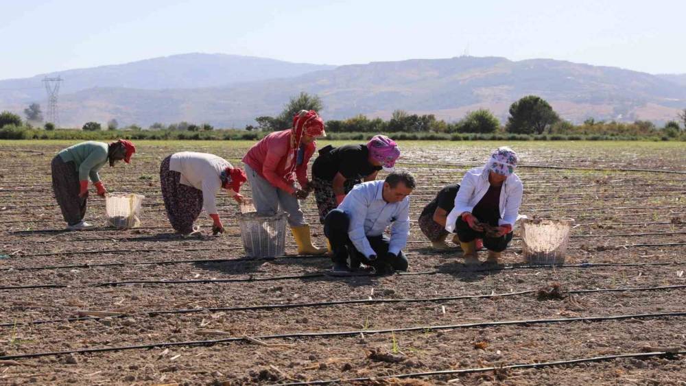 Başkan Yetişkin enginar fidelerini toprakla buluşturdu