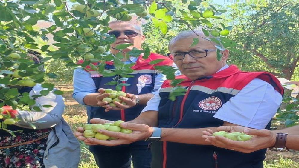 Aydın’da hünnap hasadı başladı
