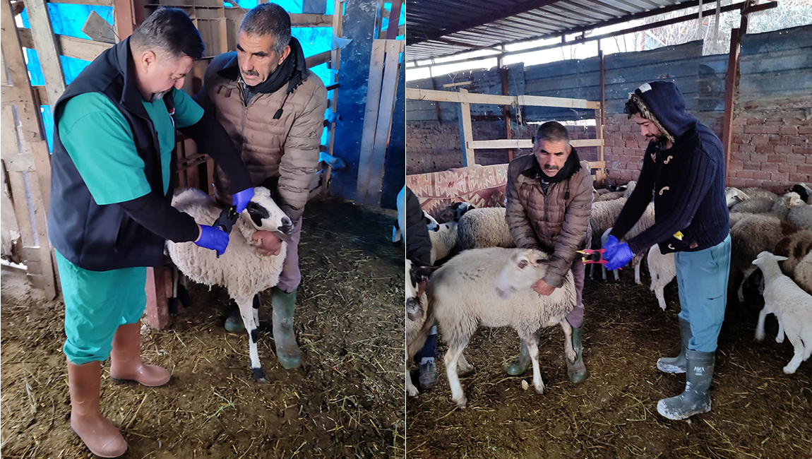 Söke’de küçükbaş hayvanların aşılanması devam ediyor